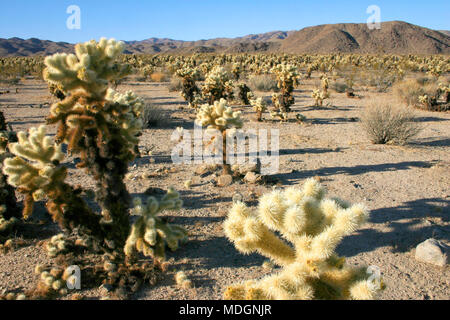 Cholla Cactus Garden im Joshua Tree National Park Stockfoto