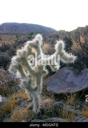 Ein Teddybär cholla Cactus in der kalifornischen Wüste Stockfoto