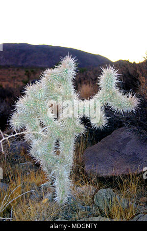 Ein Teddybär cholla Cactus in der kalifornischen Wüste Stockfoto