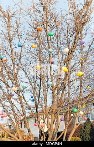 Einen kahlen Baum mit bunten Kunststoff Eier feiert die Osterzeit in einem Vorort von Cleveland, Ohio, USA geschmückt. Stockfoto