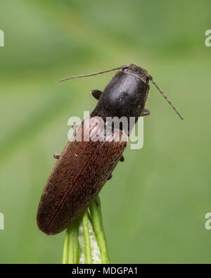 Klicken Sie auf Käfer in der Familie Elateridae auf Pflanze Blatt im Wald Lebensraum thront. Tipperary, Irland Stockfoto