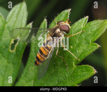 Marmalade Hoverfly weiblich (Episyrphus balteatus) auf Blatt thront. Tipperary, Irland Stockfoto