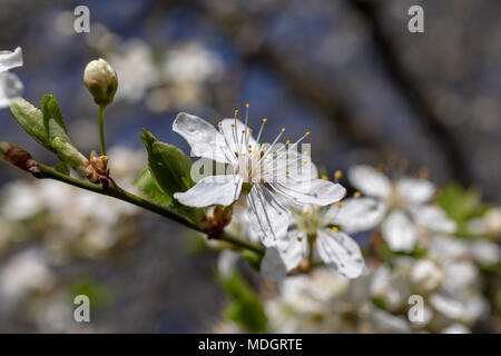 Cherry Plum tree blossoms (Prunus cerasifera) im April Stockfoto
