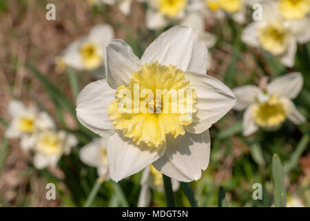 Wilden Narzissen (Narcissus pseudonarcissus) im April Stockfoto