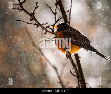 Ein Rotkehlchen sitzt alleine nach einem April Schnee und Eis Sturm im nördlichen Michigan Stockfoto