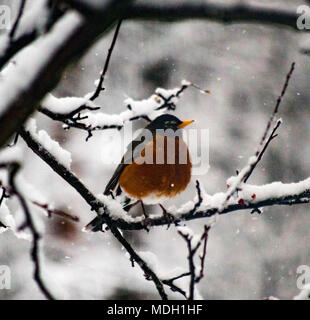 Ein Rotkehlchen sitzt alleine nach einem April Schnee und Eis Sturm im nördlichen Michigan Stockfoto