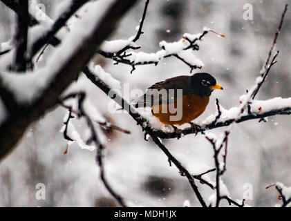 Ein Rotkehlchen sitzt alleine nach einem April Schnee und Eis Sturm im nördlichen Michigan Stockfoto