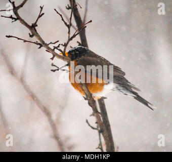 Ein Rotkehlchen sitzt alleine nach einem April Schnee und Eis Sturm im nördlichen Michigan Stockfoto