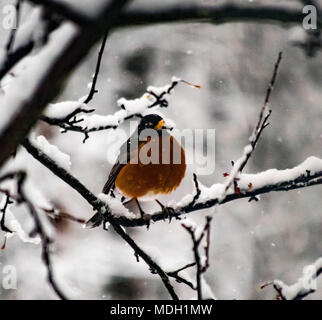 Ein Rotkehlchen sitzt alleine nach einem April Schnee und Eis Sturm im nördlichen Michigan Stockfoto