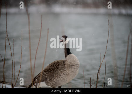Kanadische Gans im Blizzard Stockfoto