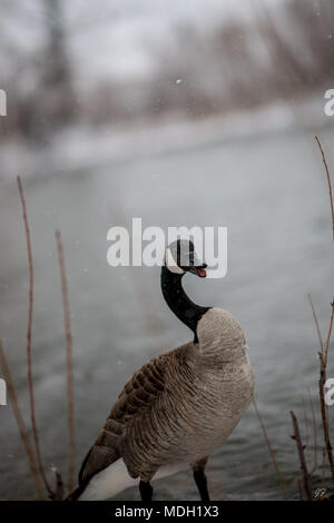 Kanadische Gans im Blizzard Stockfoto