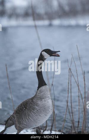 Kanadische Gans im Blizzard Stockfoto