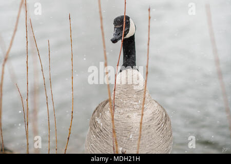 Kanadische Gans im Blizzard Stockfoto