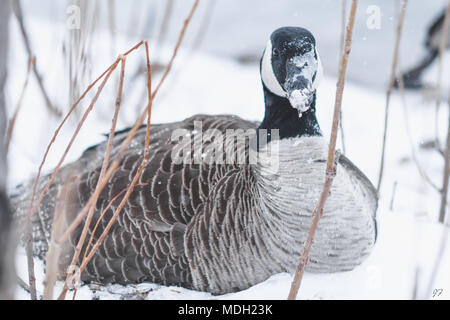 Kanadische Gans im Blizzard Stockfoto