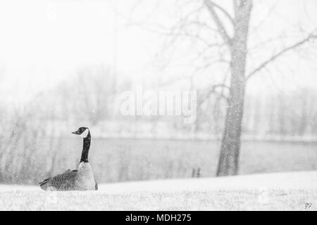 Kanadische Gans im Blizzard Stockfoto