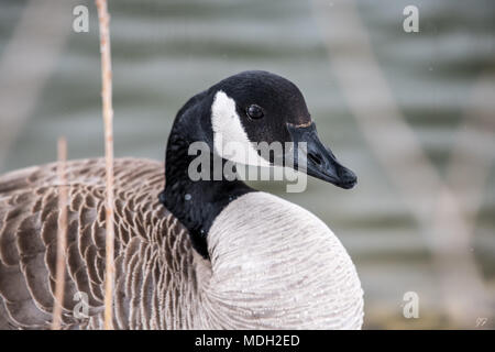 Kanadische Gans im Blizzard Stockfoto