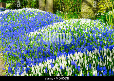 Weiß und Blau bluebell Blumenbeet in niederländischen Park Keukenhof, Niederlande Stockfoto