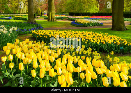 Bunte Tulpen Blumenbeete mit leuchtend gelben Blüten im Frühling Garten Stockfoto