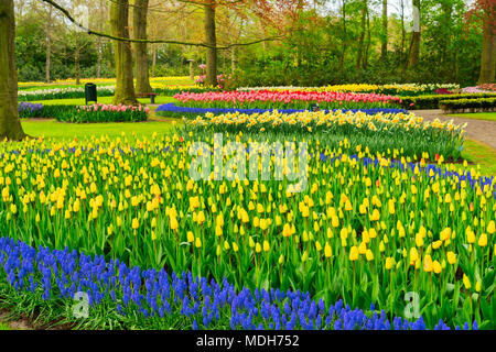 Bunte helle, glockenblumen Narzissen und Tulpen Blumenbeete in einem Frühling Garten Stockfoto