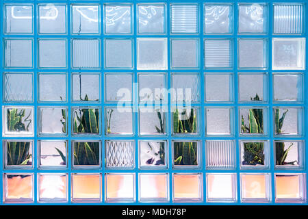 Die Pflanzen hinter dem Glas Horizontal Stockfoto