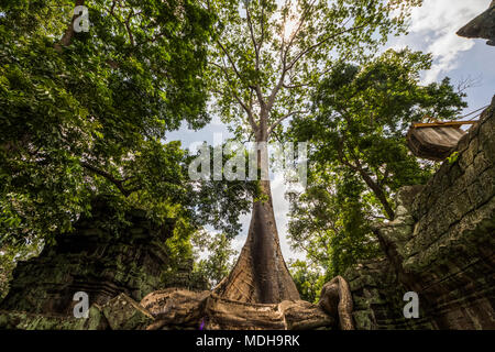 Wurzeln eines silk Cotton Tree (Ceiba pentadra) wachsende über den Ruinen von Ta Prohm; Angkor, Siem Reap, Kambodscha Stockfoto