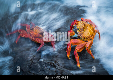 Zwei Sally Lightfoot Krabben (Grapsus grapsus) von Welle schwappte, Galapagos, Ecuador Stockfoto