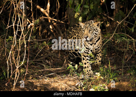 Ein Jaguar (Panthera onca) ist Herumstreichen durch dichten Wald in Brasilien. Es hat eine gelblich-braunen Fell mit schwarzen Flecken und golden braunen Augen, Pantanal Stockfoto