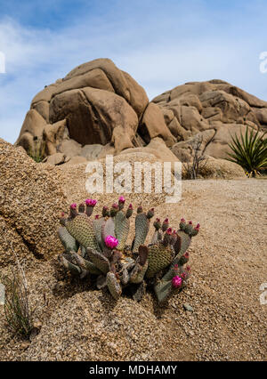 Feigenkakteen (Opuntia Basilaris) in voller Blüte im späten Frühjahr, Joshua Tree National Park, Kalifornien, Vereinigte Staaten von Amerika Stockfoto