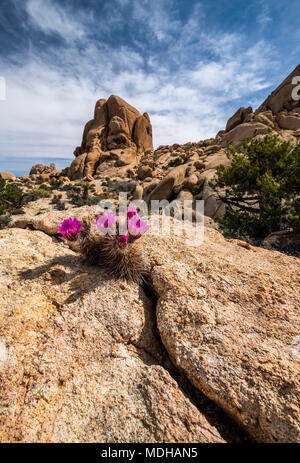 Ein Igel Kaktus blüht zwischen zwei Felsen in Joshua Tree National Park, Kalifornien, Vereinigte Staaten von Amerika Stockfoto