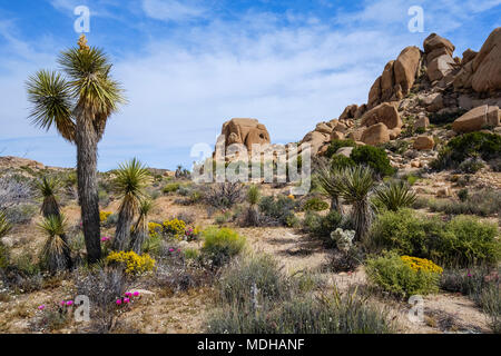 Blühende Wildblumen und Pflanzen in Joshua Tree National Park, Kalifornien, Vereinigte Staaten von Amerika Stockfoto