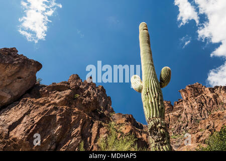 Saguaro Kaktus (Carnegiea gigantea) in Lost Dutchman State Park, mit Aberglauben Berg im Hintergrund, in der Nähe von Apache Junction Stockfoto