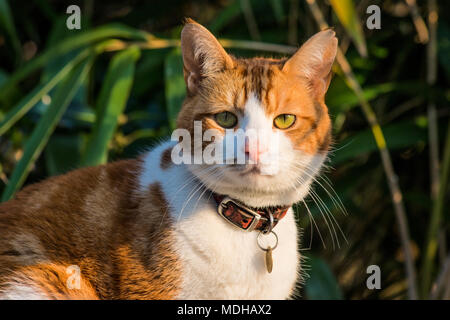 Domestic shorthair Ingwer und weiße Katze mit Kragen und Disc Kopf und Schultern Portrait gegen Bambuspflanze Hintergrund im Garten Stockfoto