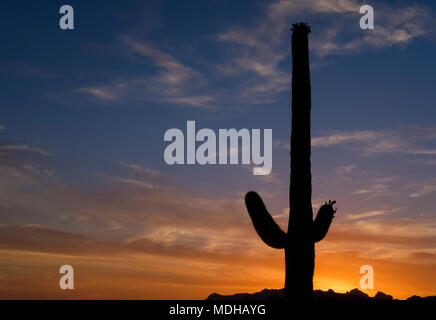 Saguaro Kaktus (Carnegiea gigantea) in Lost Dutchman State Park, in der Nähe von Apache Junction, Arizona, Vereinigte Staaten von Amerika Stockfoto