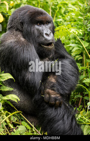 Ein Gorilla sitzen in den üppigen Laub; Northern Province, Ruanda Stockfoto