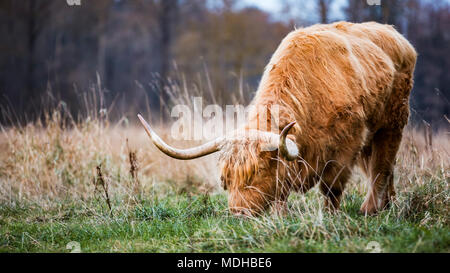 Highland Kuh grasen in einer Rasenfläche; Aldergrove, British Columbia, Kanada Stockfoto