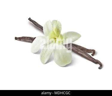 Vanille Blume und Bohnen auf weißem Hintergrund Stockfoto