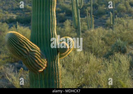 Mit einem Weitwinkelobjektiv von unten Perspektive einer Saguaro Kaktus. Stockfoto