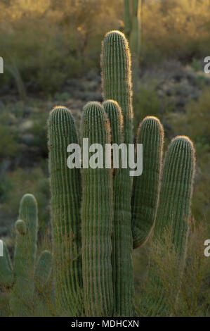 Mit einem Weitwinkelobjektiv von unten Perspektive einer Saguaro Kaktus. Stockfoto