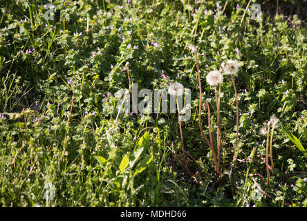 Patch von pusteblumen im grünen Gras wachsen Stockfoto