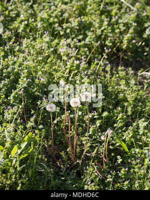 Patch von pusteblumen im grünen Gras wachsen Stockfoto