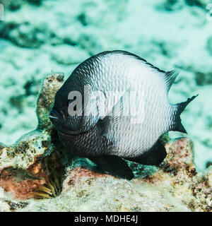 Die endemische Hawaiian Dascyllus (Dascyllus albisella) beim Tauchen entlang der Kona Küste fotografiert. Stockfoto