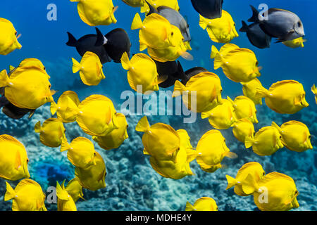 Gelbtang (Zebrasoma flavescens) mit einigen Braunvieh-Fischen (Acanthurus nigrofuscus) und Ringschwanz-Surgeonfish (Acanthurus blochii), die... Stockfoto