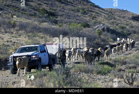 Vieh round-up vor dem Versand auf West Texas Ranch Stockfoto