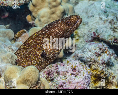 Eine Whitemouth Muränen Gymnothorax (MELEAGRIS) ergibt sich aus dem Korallenriff Lair an der Kona Küste; Insel von Hawaii, Hawaii, Vereinigte Staaten von Amerika Stockfoto