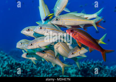 Yellowstripe und Yellowfin-Ziegenfisch (Mulloidichthys flavolineatus und vanicolensis), gesammelt an einem Hawaiian Cleaner Wrasse (Labroides phthirophagus)... Stockfoto