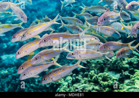 Yellowstripe und Gelbflossenthun Meerbarben (Mulloidichthys vanicolensis) flavolineatus und Schulbildung an der Kona Küste Stockfoto