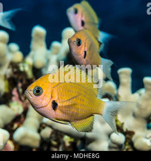 (Agile Chromis chromis agilis) Schule in der Nähe von einem Korallenriff an der Kona Küste; Insel von Hawaii, Hawaii, Vereinigte Staaten von Amerika Stockfoto