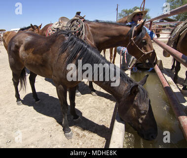 Cowboy Bewässerung Pferde nach einem Tag Arbeit Vieh auf der West Texas Ranch Stockfoto