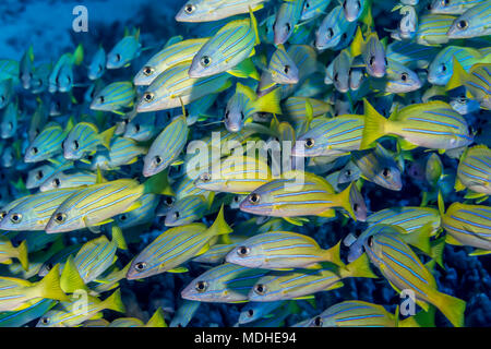 Schooling Bluestripe Snappers (Lutjanus kasmira), eine Art, die bewusst in Hawaiianische Gewässer eingeführt und jetzt als invasiv gilt, vor dem Kona... Stockfoto