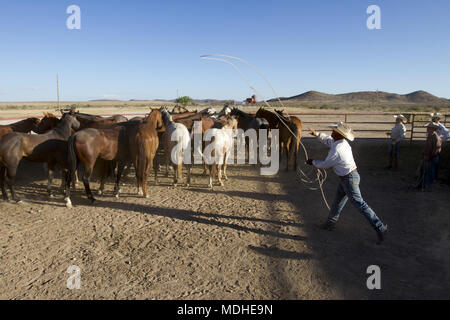Rancher Auswahl der Pferde für ein Vieh round-up in einem West Texas Ranch zu verwendet werden. Stockfoto